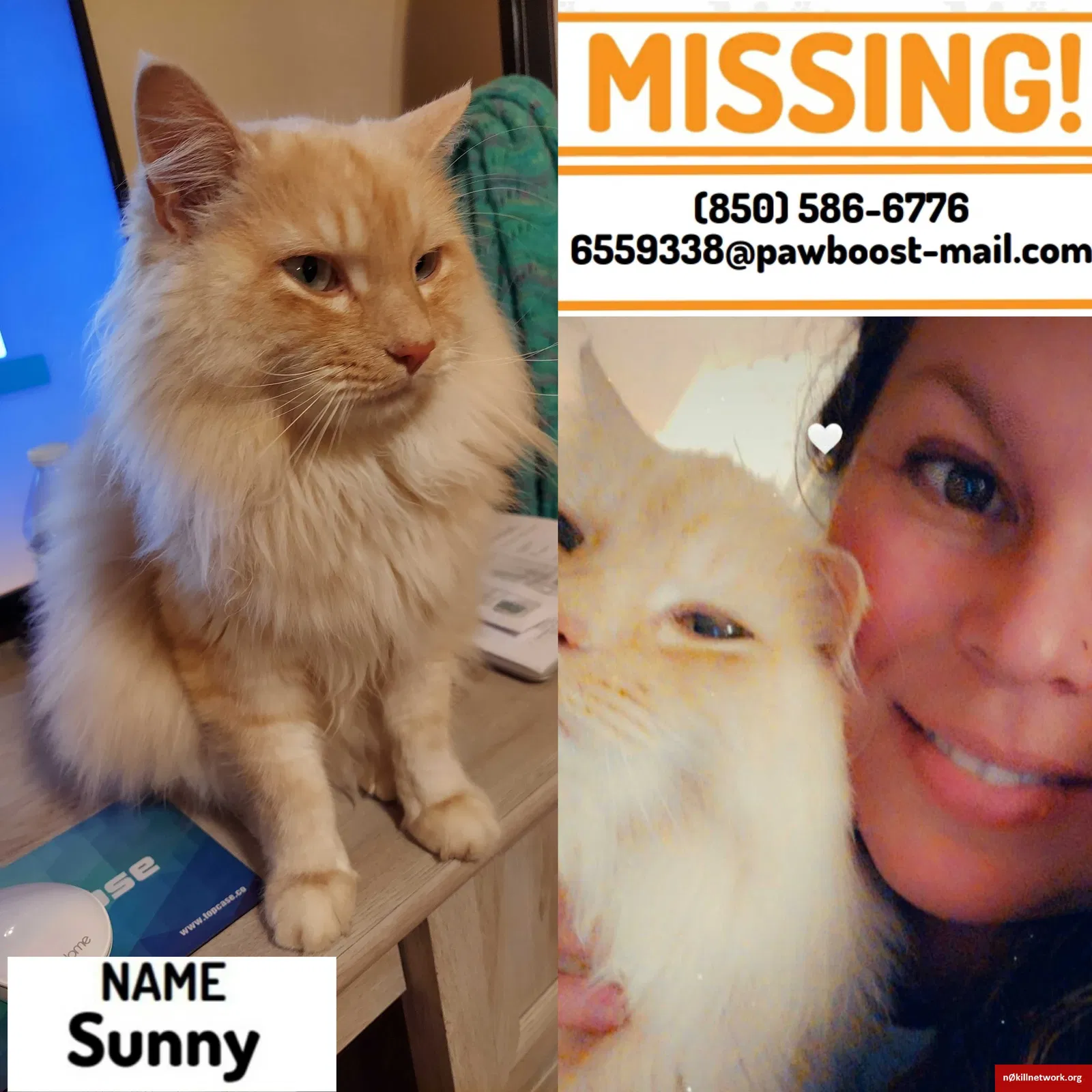Lost cat in Cantonment, FL, 32533