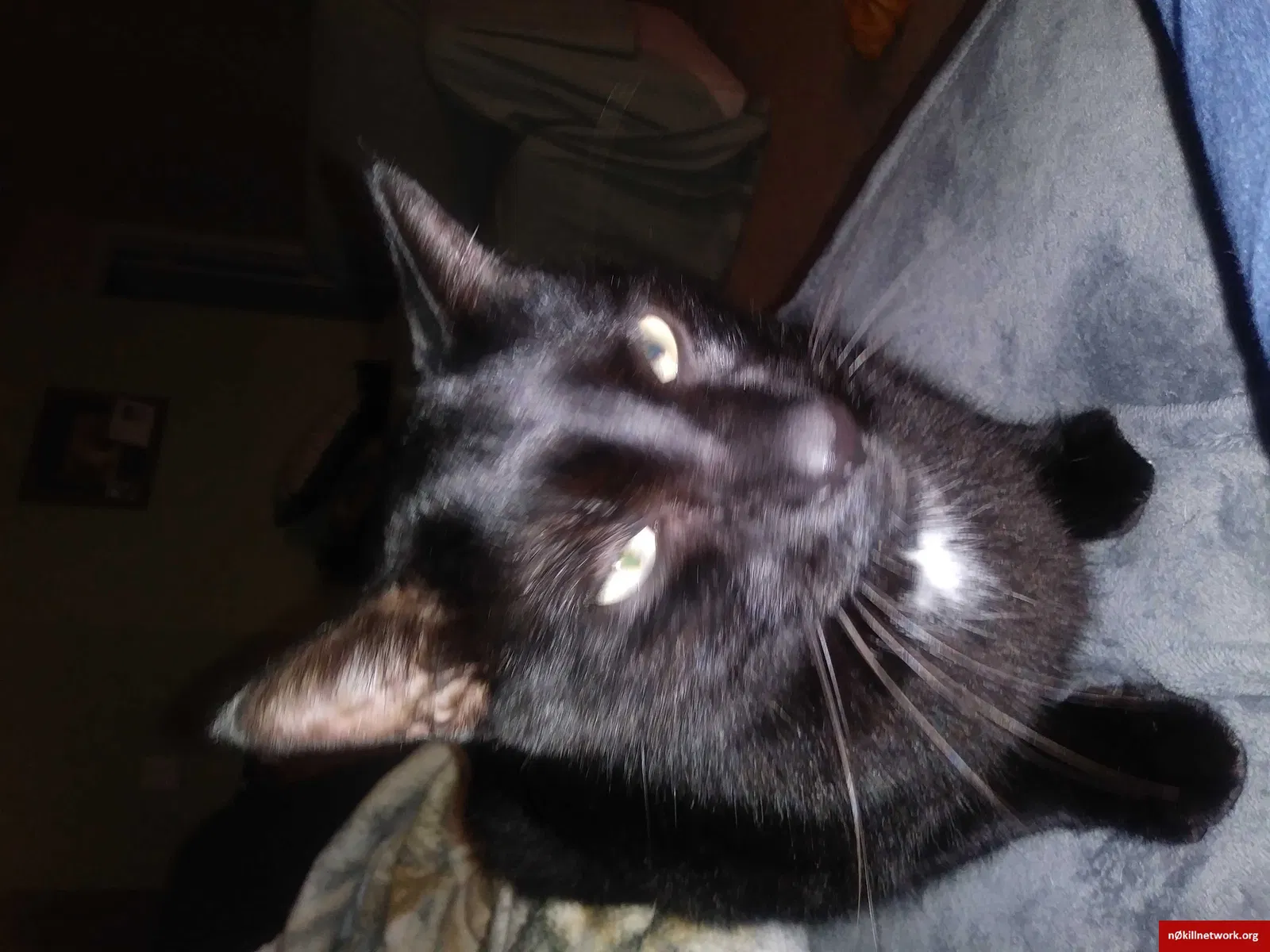 Lost cat in San Antonio, TX, 78249