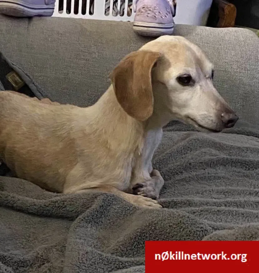 Lost dog in El Paso, TX, 79902