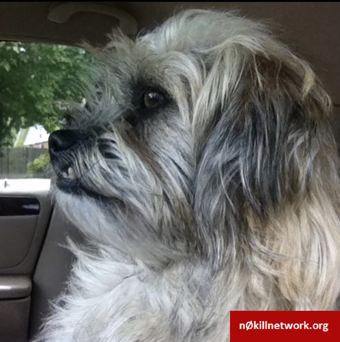 Lost dog in Rogers, AR, 72756