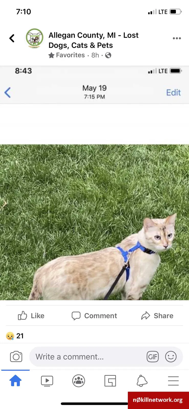 Lost cat in Plainwell, MI, 49080