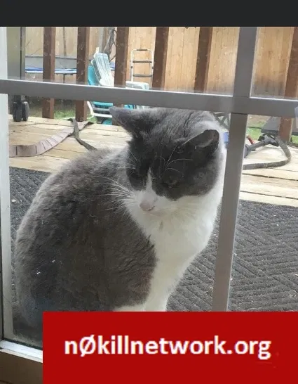 Lost cat in Auburn, WA, 98001