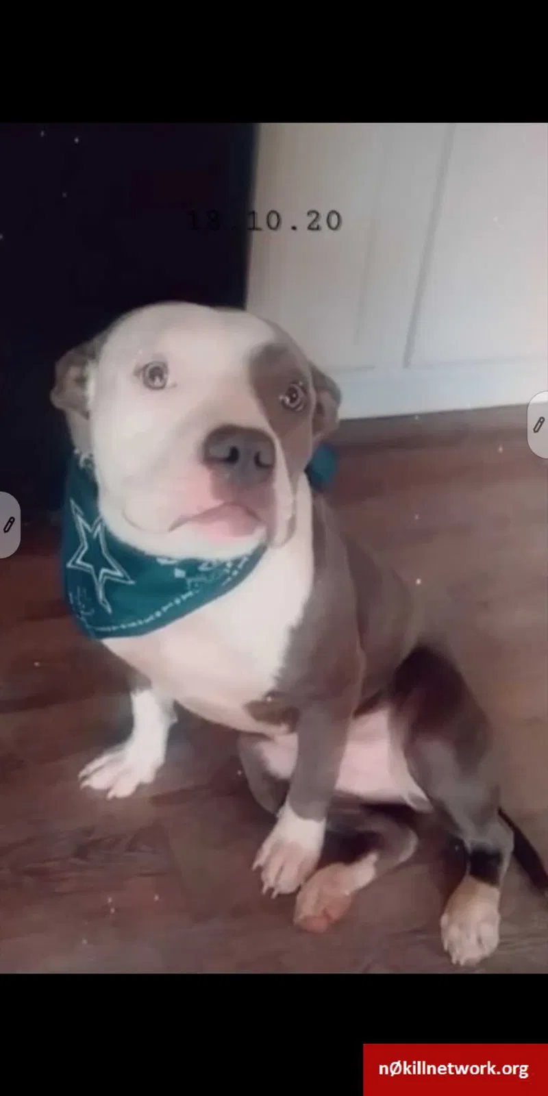 Lost dog in Jacksonville, AR, 72076