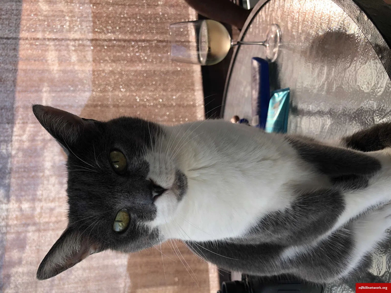 Lost cat in Wrightsville Beach, NC, 28480