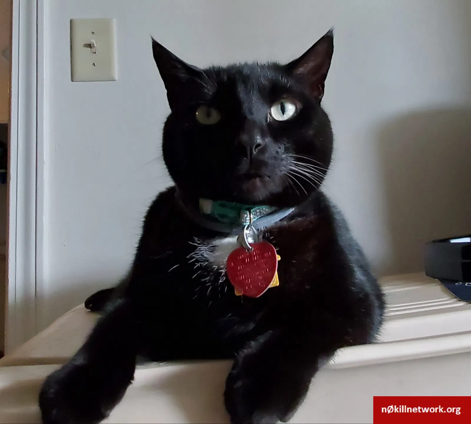 Lost cat in Charleston Afb, SC, 29404
