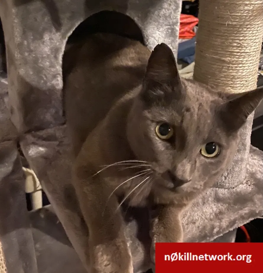 Lost cat in Sparks, NV, 89441