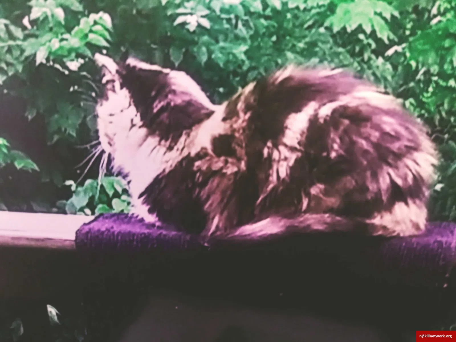 Lost cat in Knoxville, TN, 37912