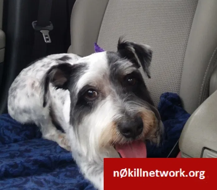 Lost dog in Clarksville, TN, 37043