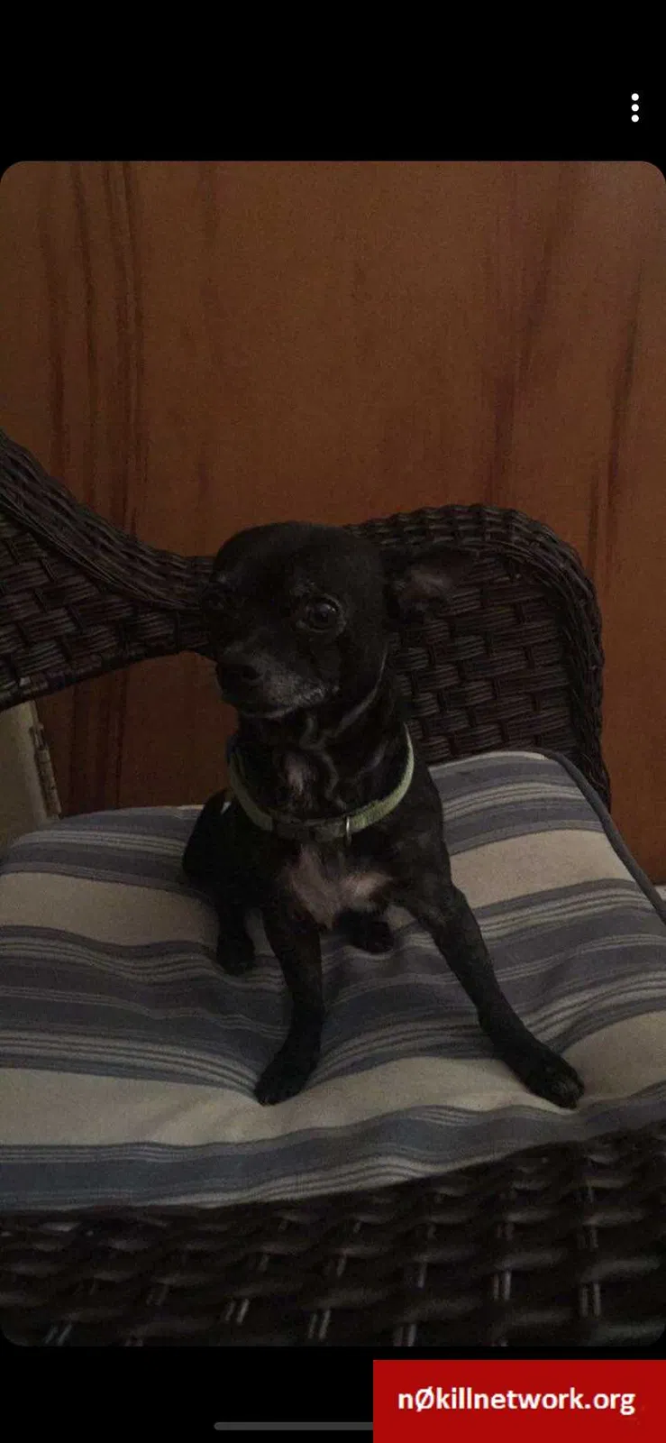 Lost dog in Columbus, OH, 43228