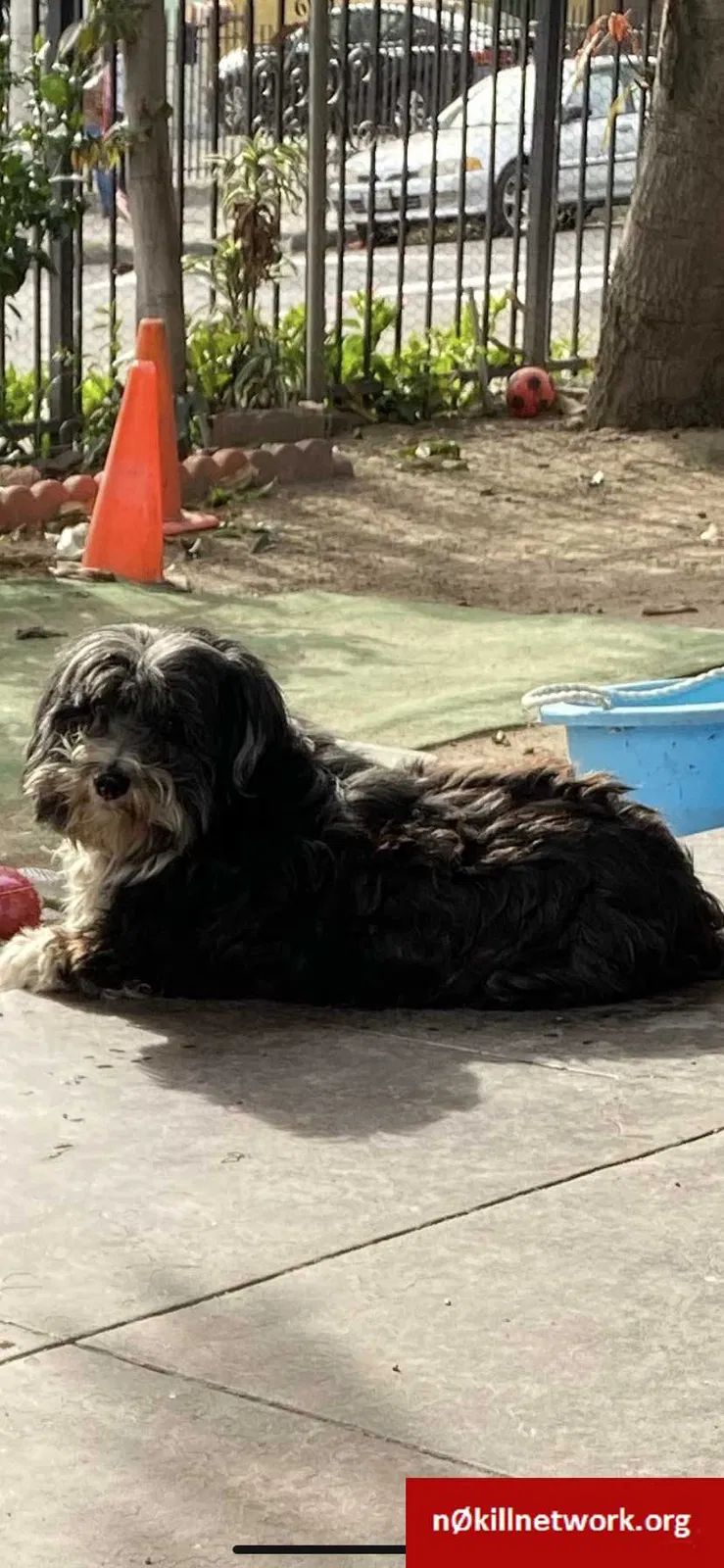 Lost dog in Los Angeles, CA, 90037