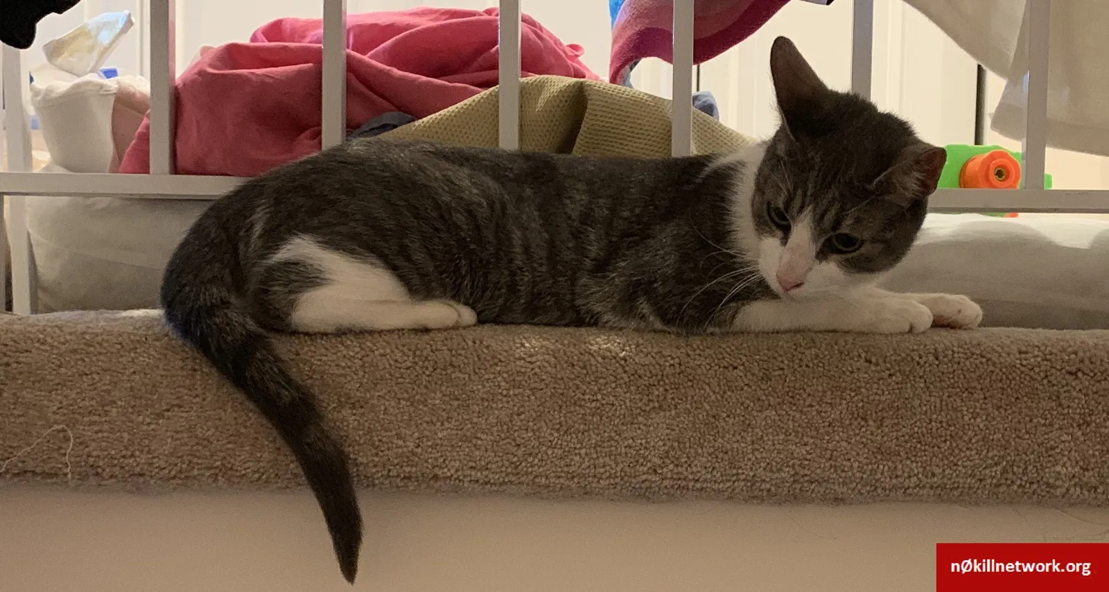 Lost cat in Spotswood, NJ, 8884