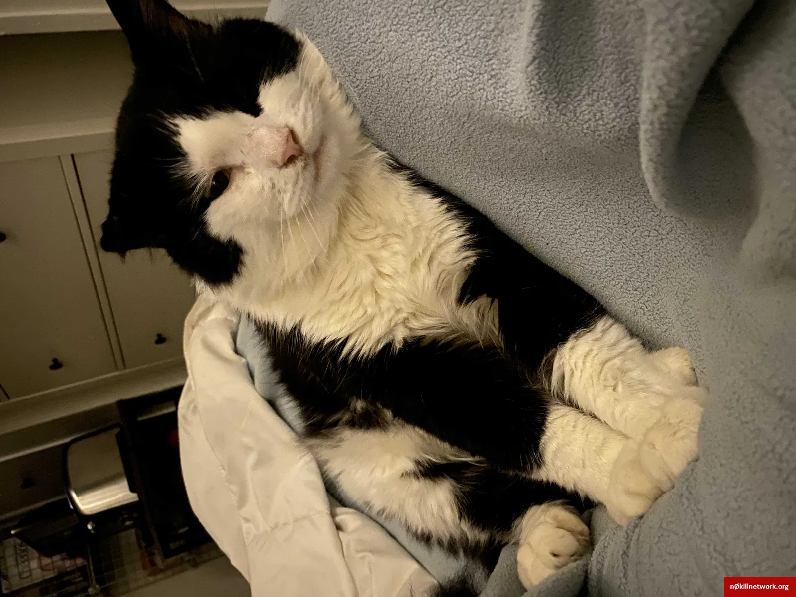Lost cat in Glen Cove, NY, 11542