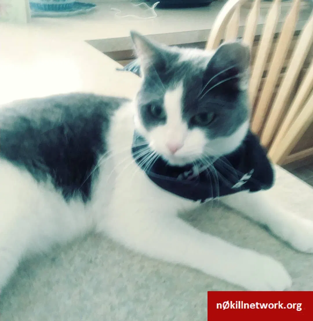 Lost cat in Edgewater, FL, 32132