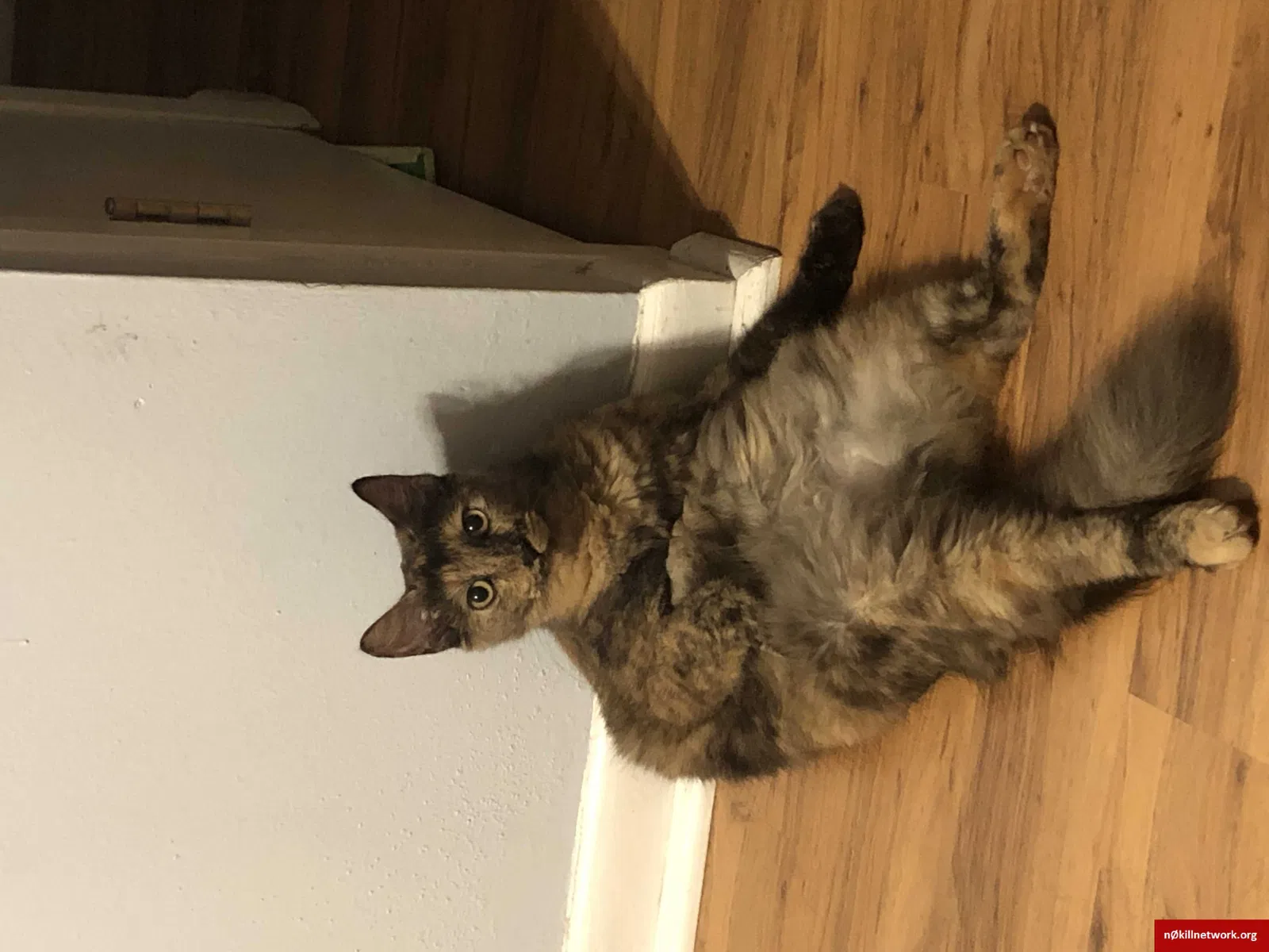 Lost cat in Bryan, TX, 77801