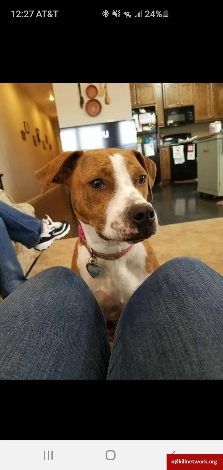 Lost dog in Rogers, AR, 72758