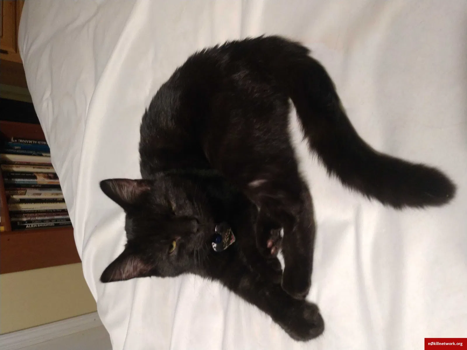 Lost cat in Lebanon, IN, 46052