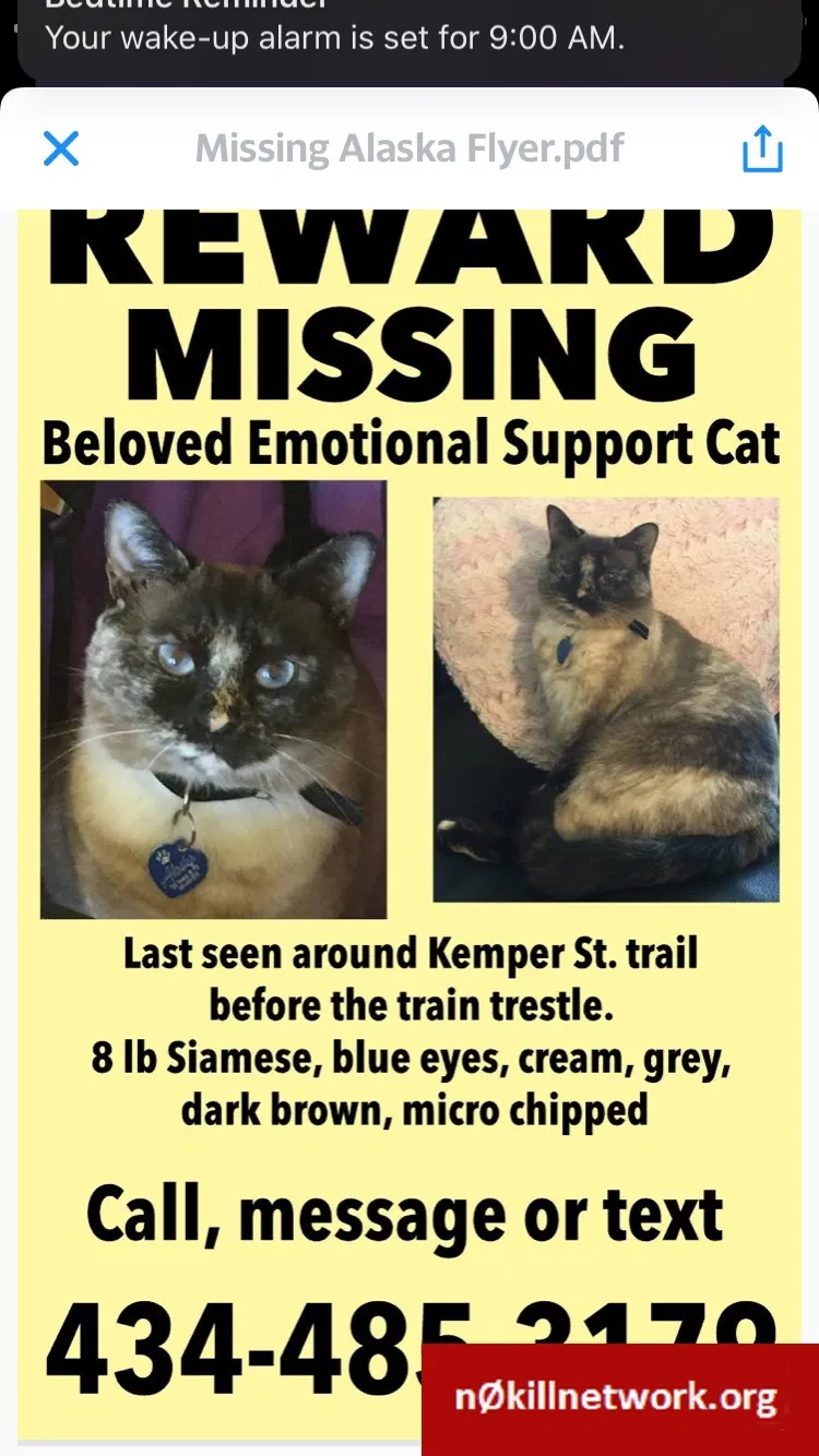 Lost cat in Lynchburg, VA, 24504