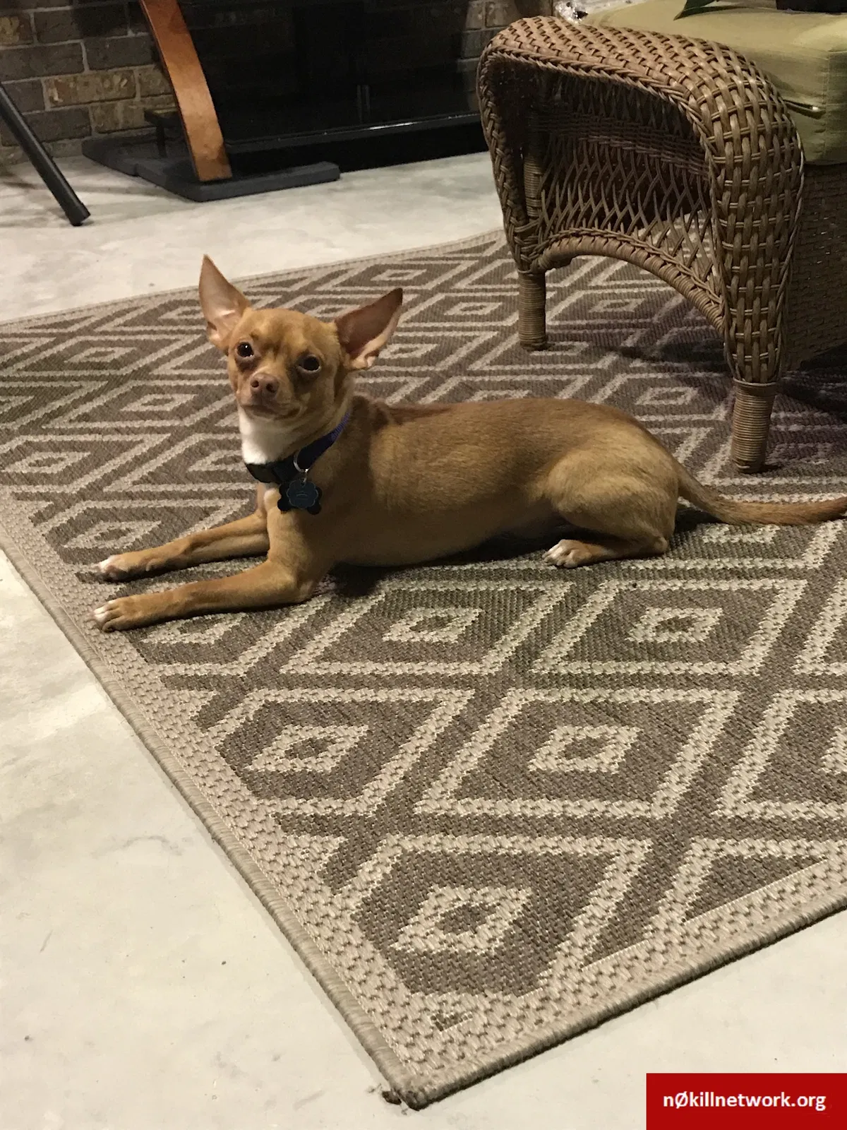 Lost dog in Westlake, LA, 70669