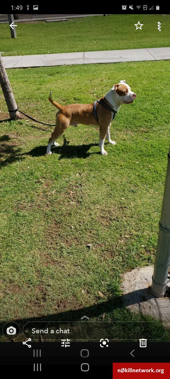 Lost dog in Phoenix, AZ, 85051