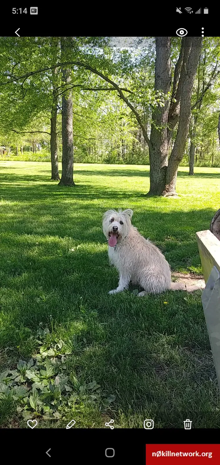 Lost dog in Kalamazoo, MI, 49006