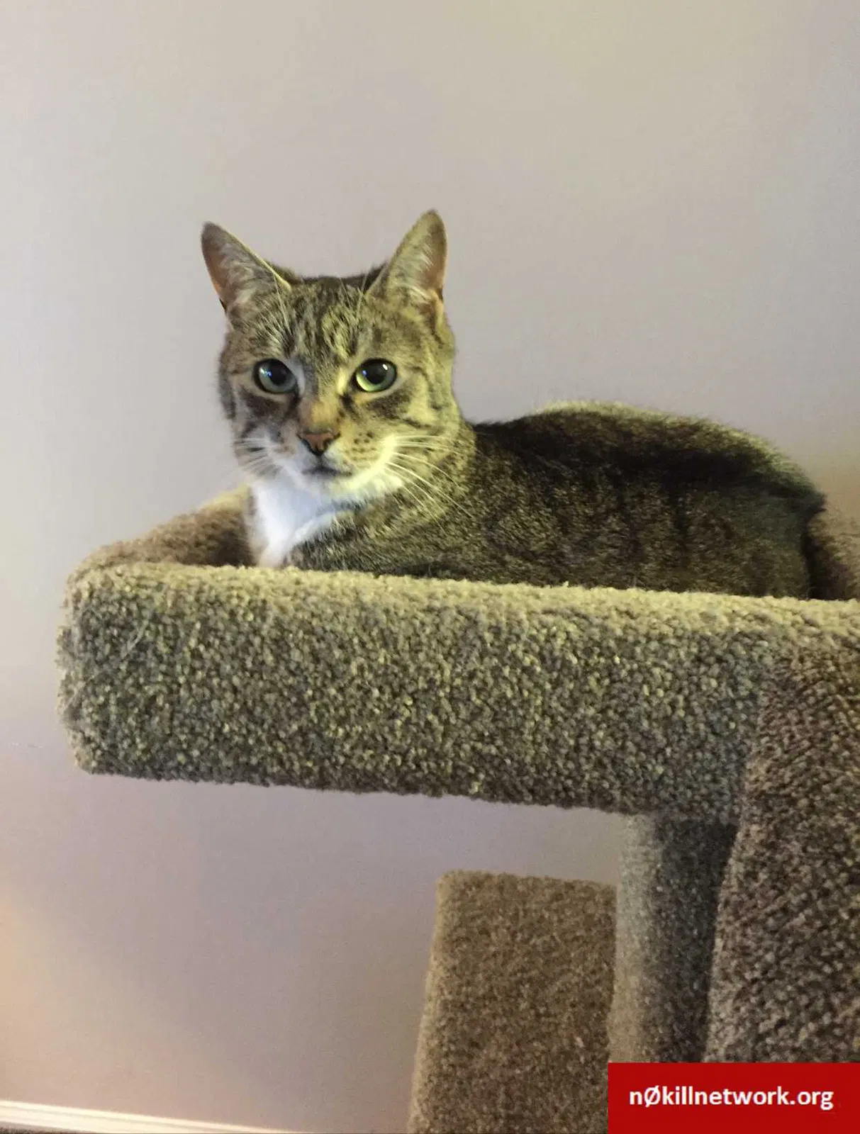 Lost cat in Warminster, PA, 18974