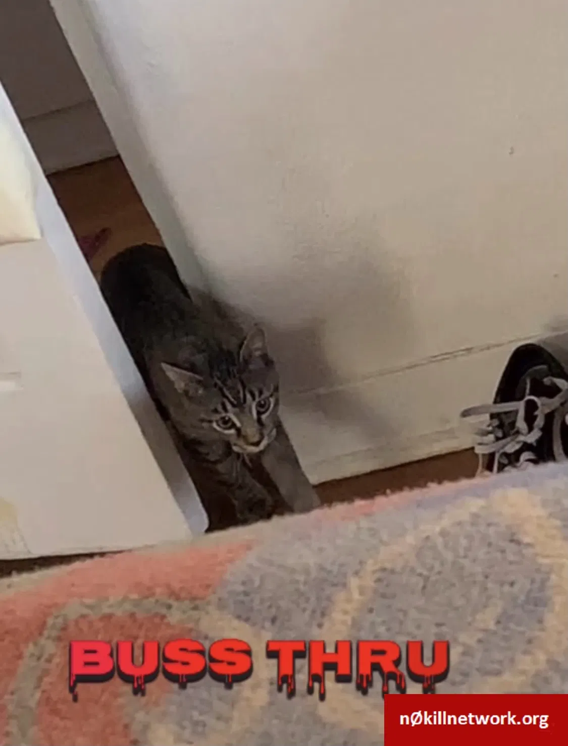 Lost cat in Albuquerque, NM, 87110