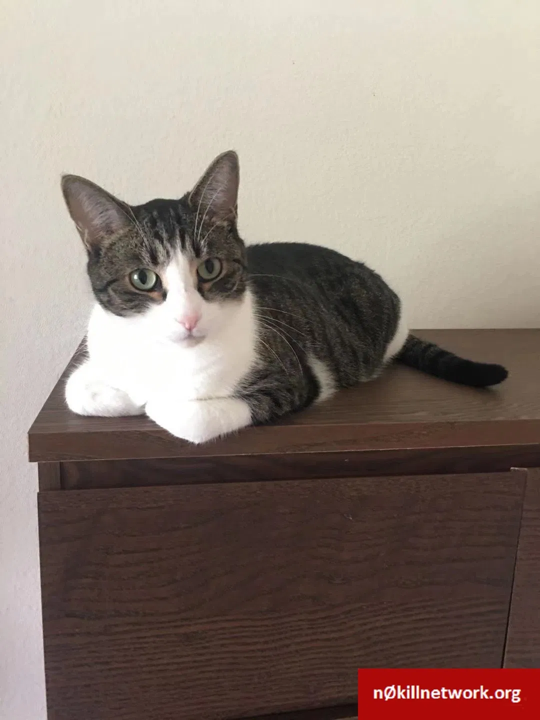 Lost cat in Auburn, AL, 36830