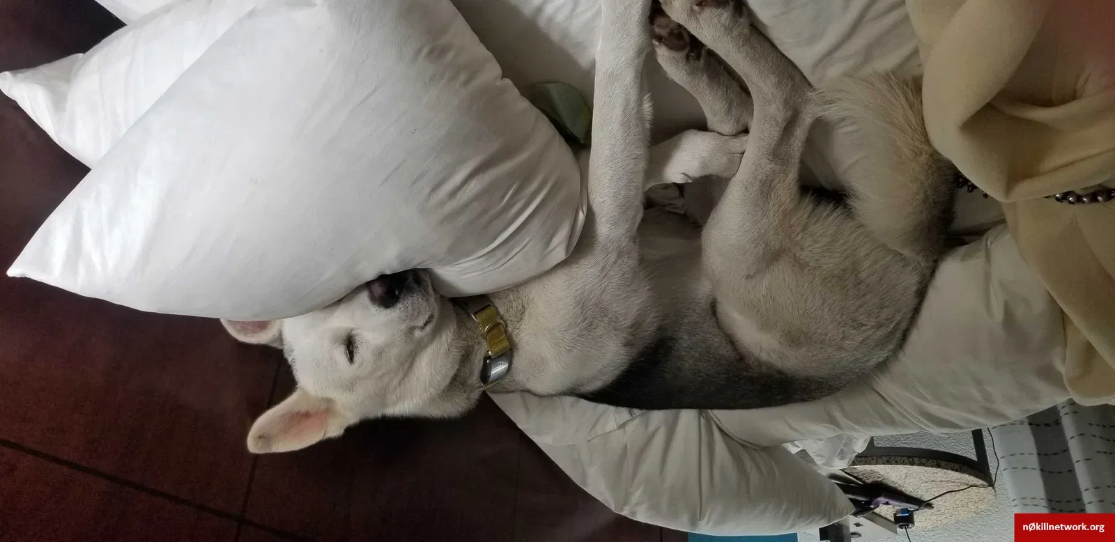 Lost dog in Phoenix, AZ, 85029