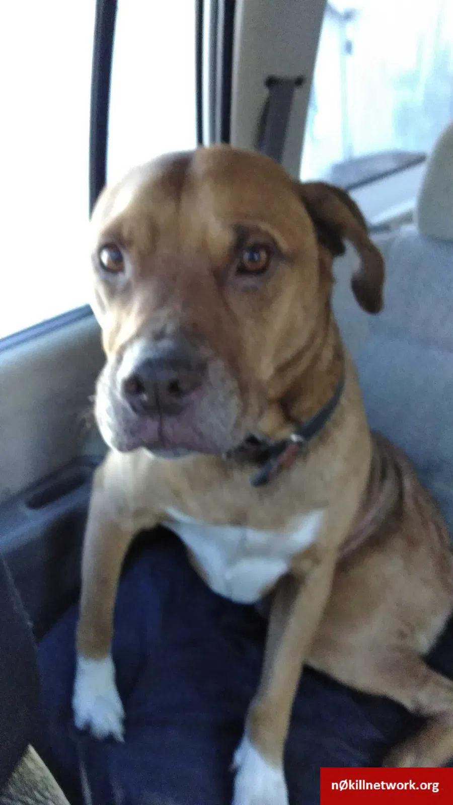 Lost dog in Bogart, GA, 30622