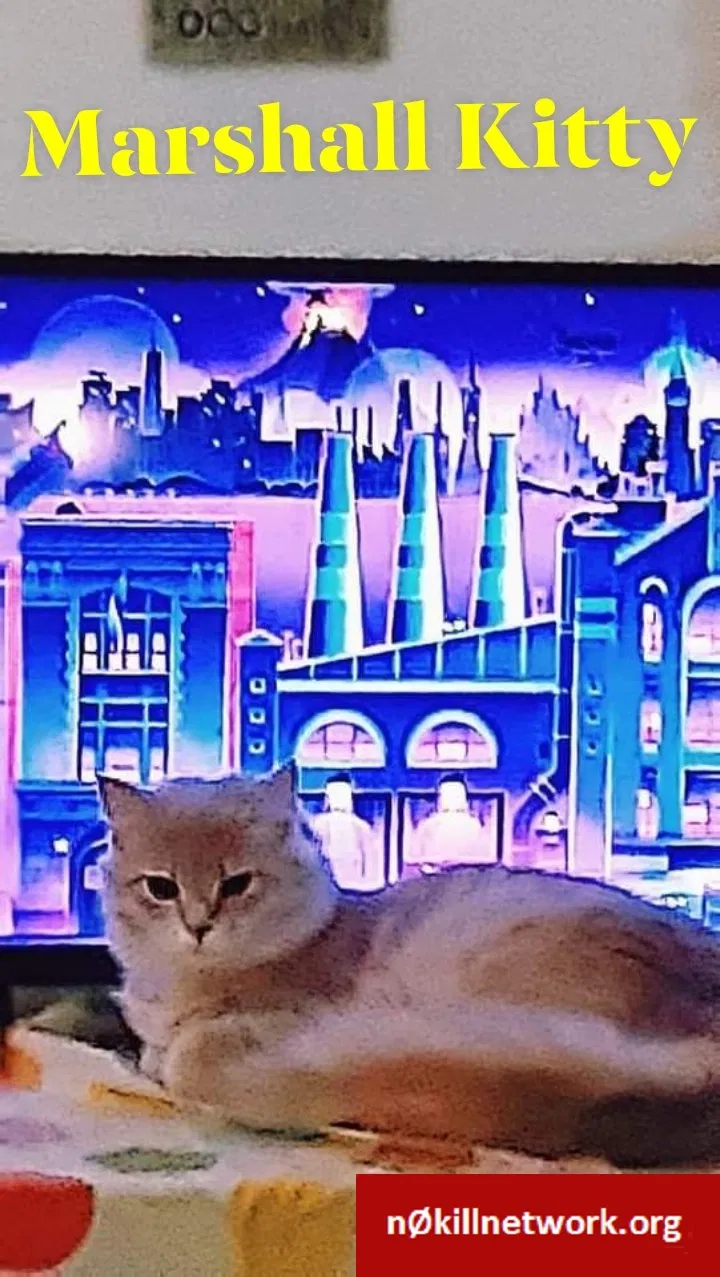 Lost cat in Cincinnati, OH, 45245
