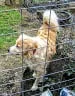 Lost dog in Carterville, IL, 62918