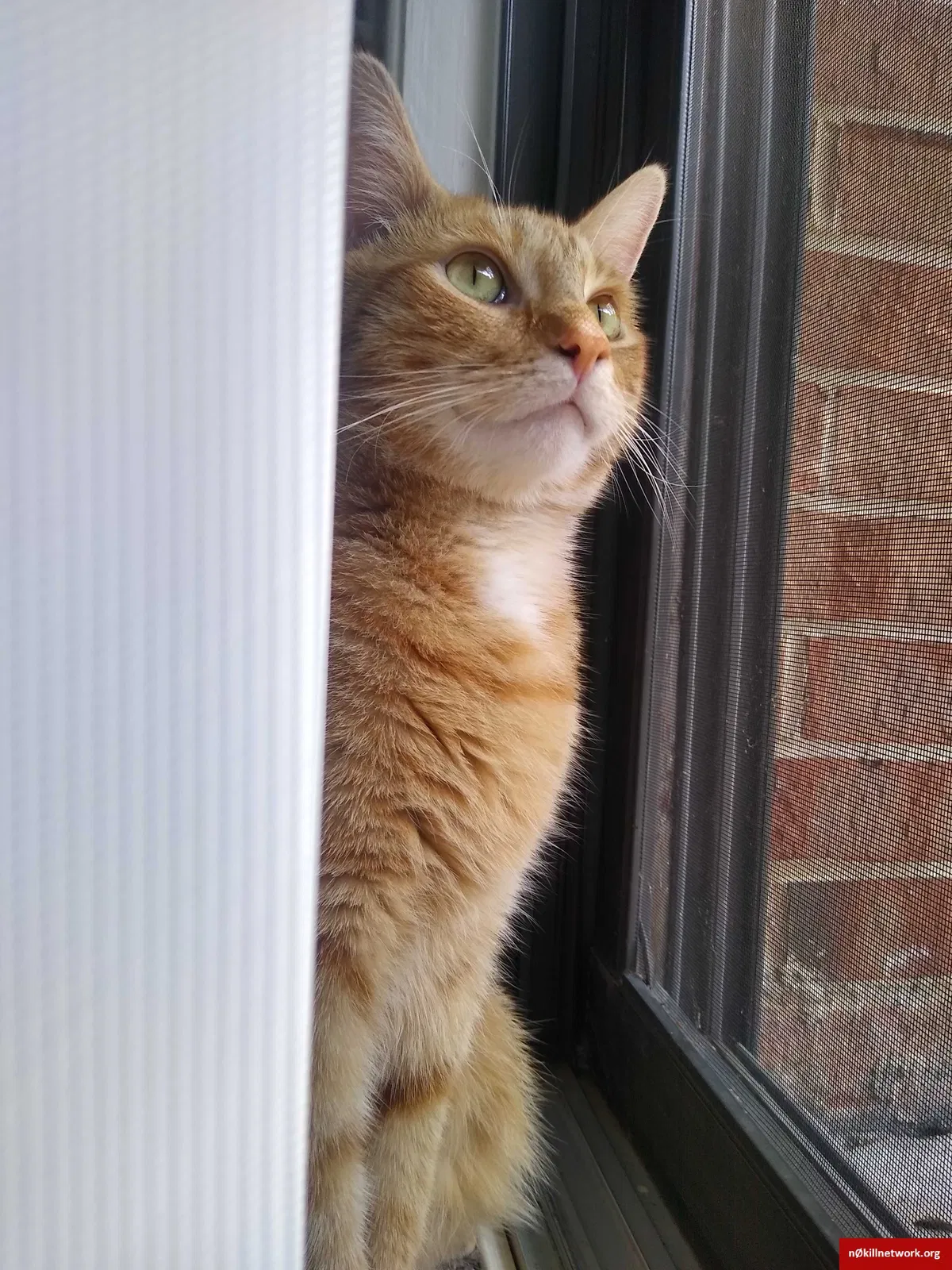 Lost cat in Naperville, IL, 60563
