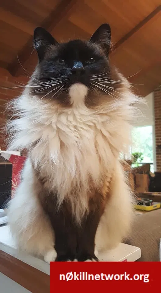 Lost cat in Edmonds, WA, 98026