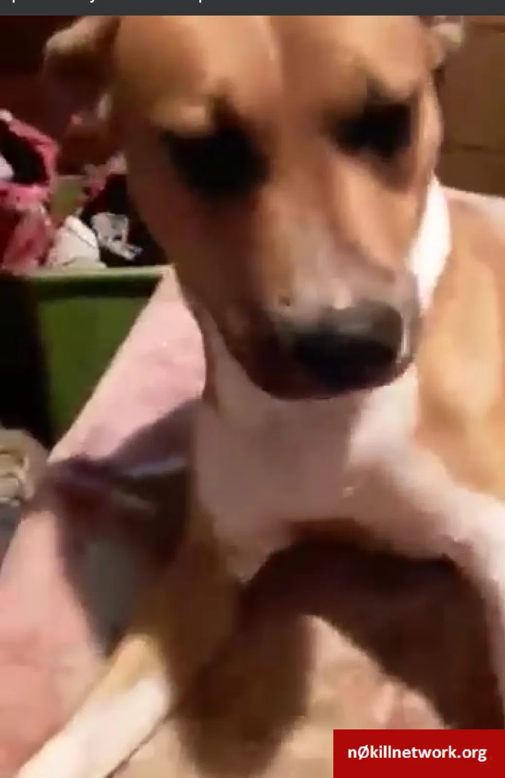 Lost dog in Jacksonville, FL, 32254
