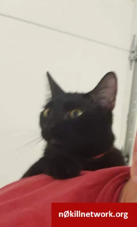 Lost cat in Dallas, OR, 97338