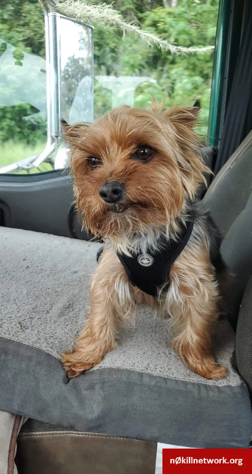 Lost dog in Ocala, FL, 34482