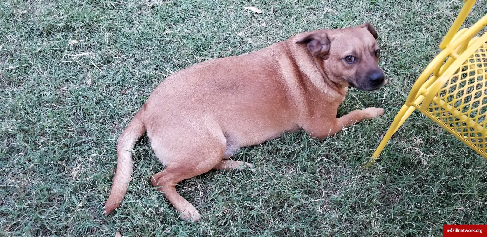 Lost dog in Pflugerville, TX, 78660