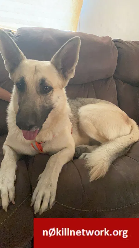 Lost dog in Odessa, TX, 79762