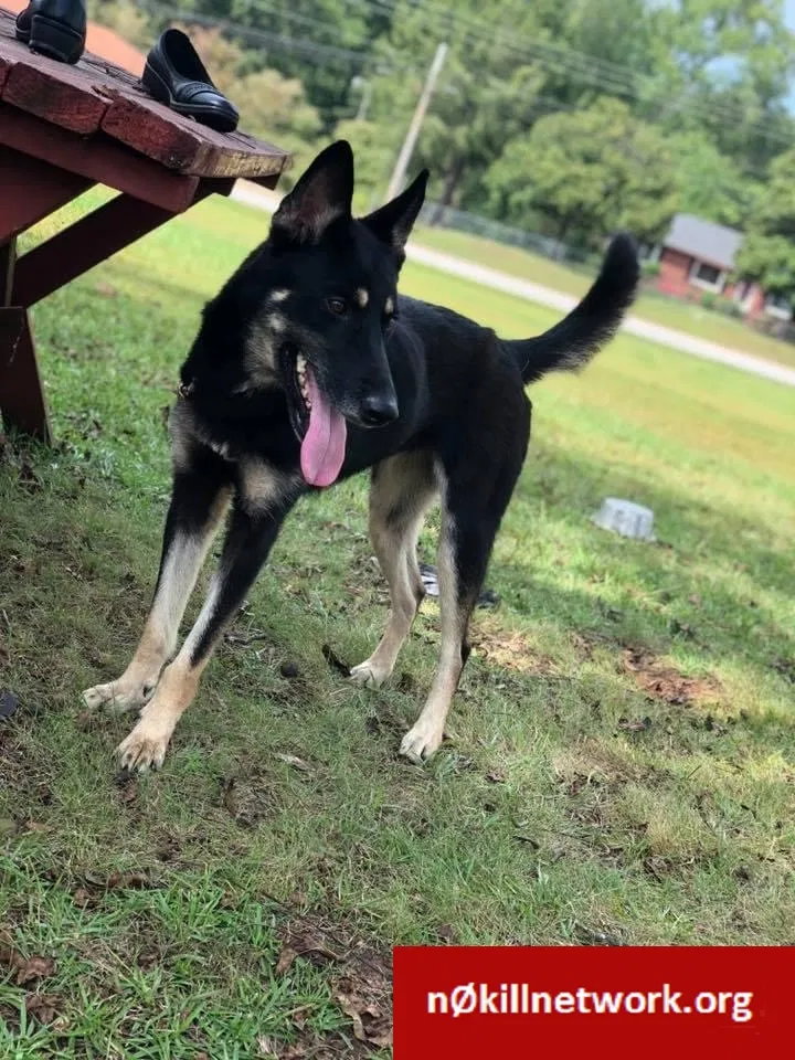 Lost dog in Waynesville, NC, 28786