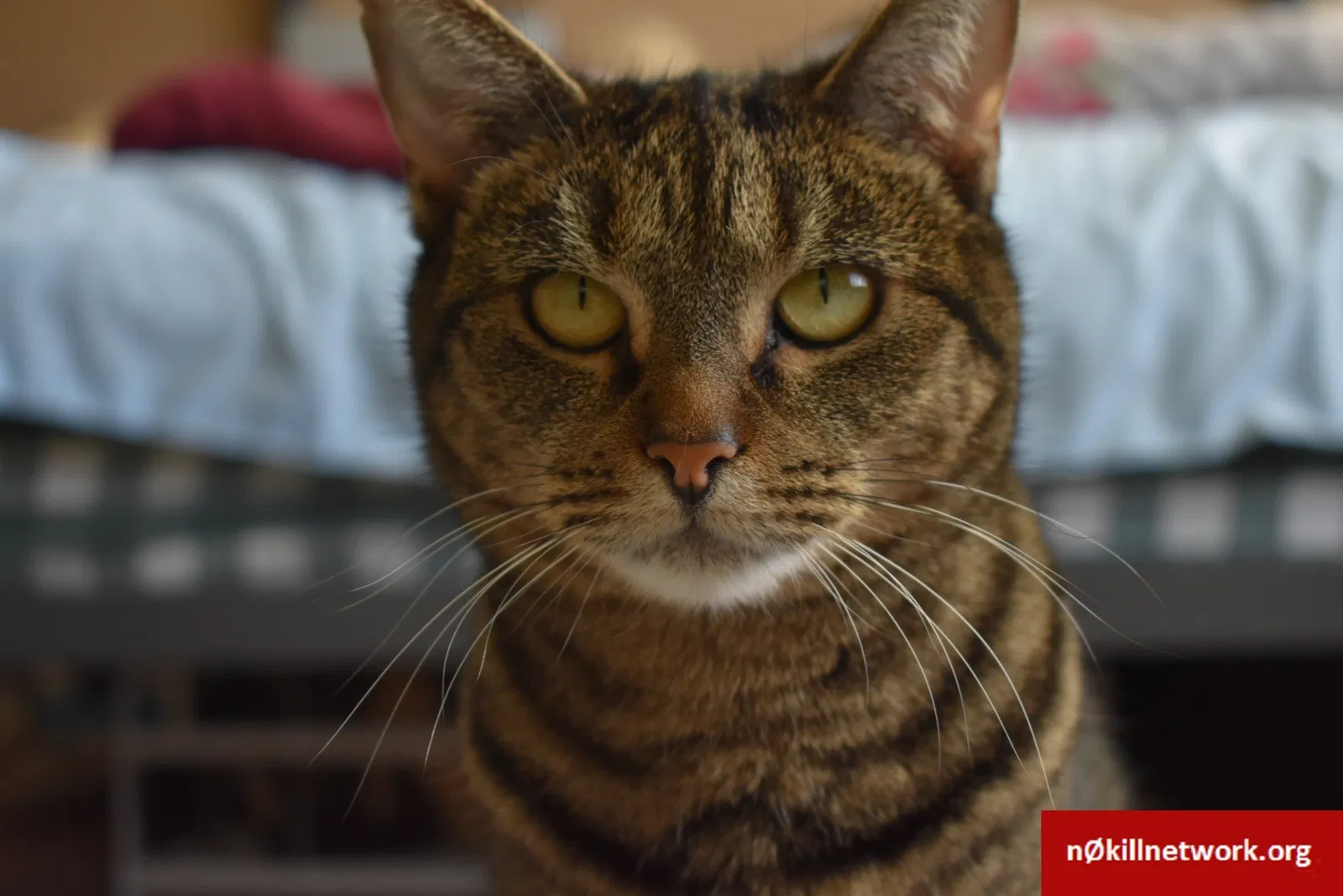 Lost cat in Blaine, WA, 98230