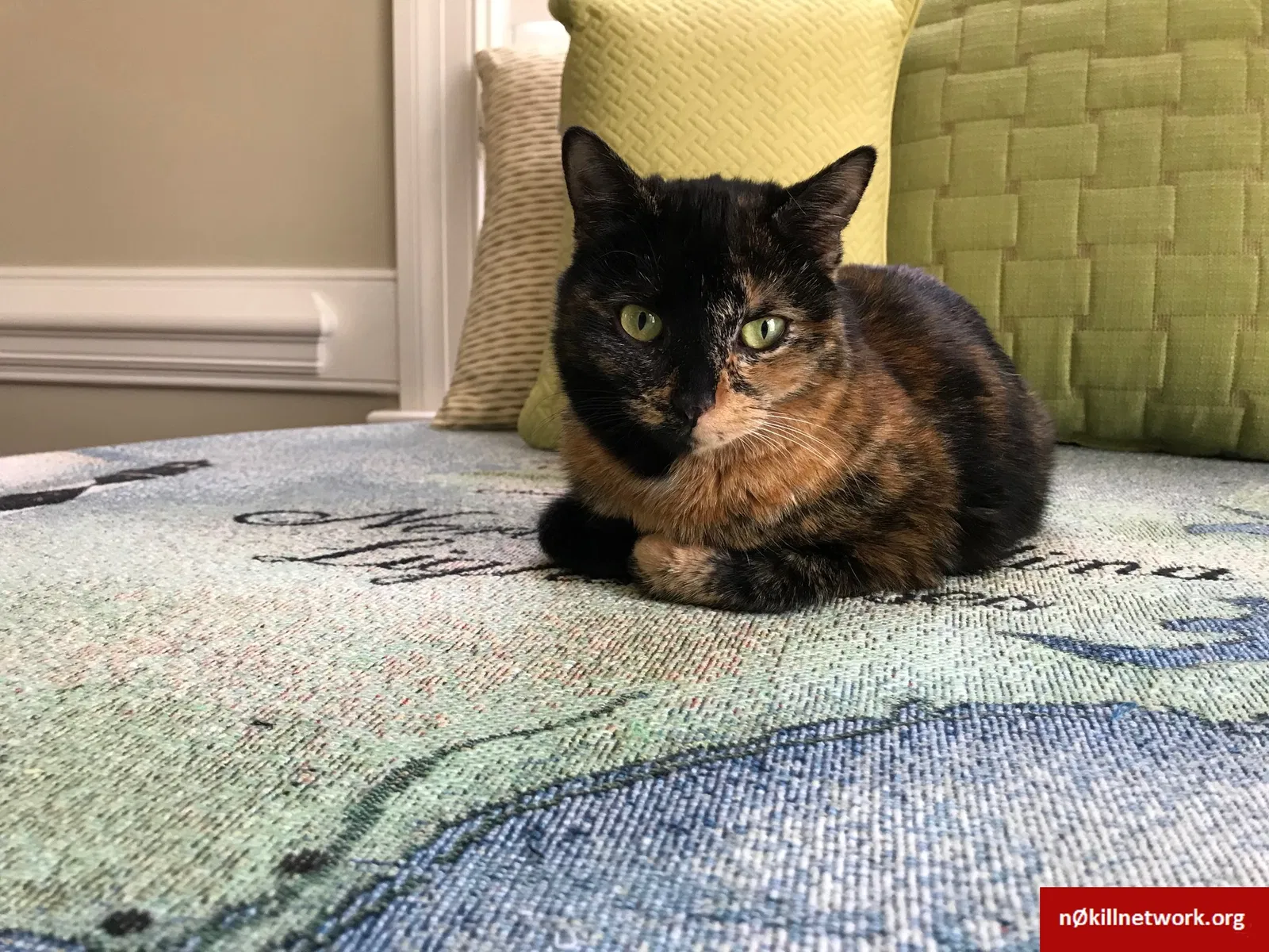 Lost cat in Elm City, NC, 27822