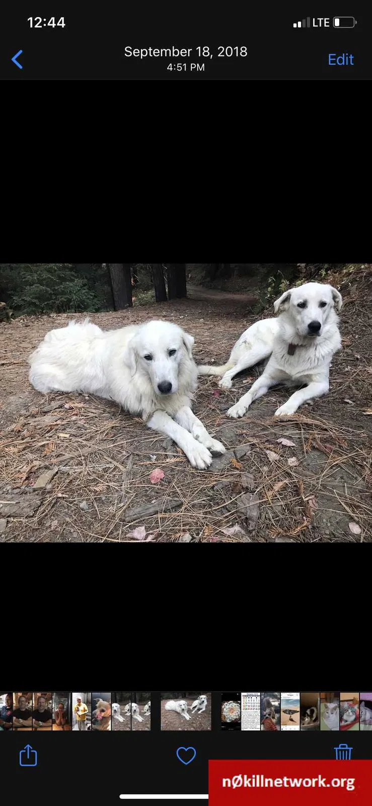Lost dog in Redding, CA, 96001