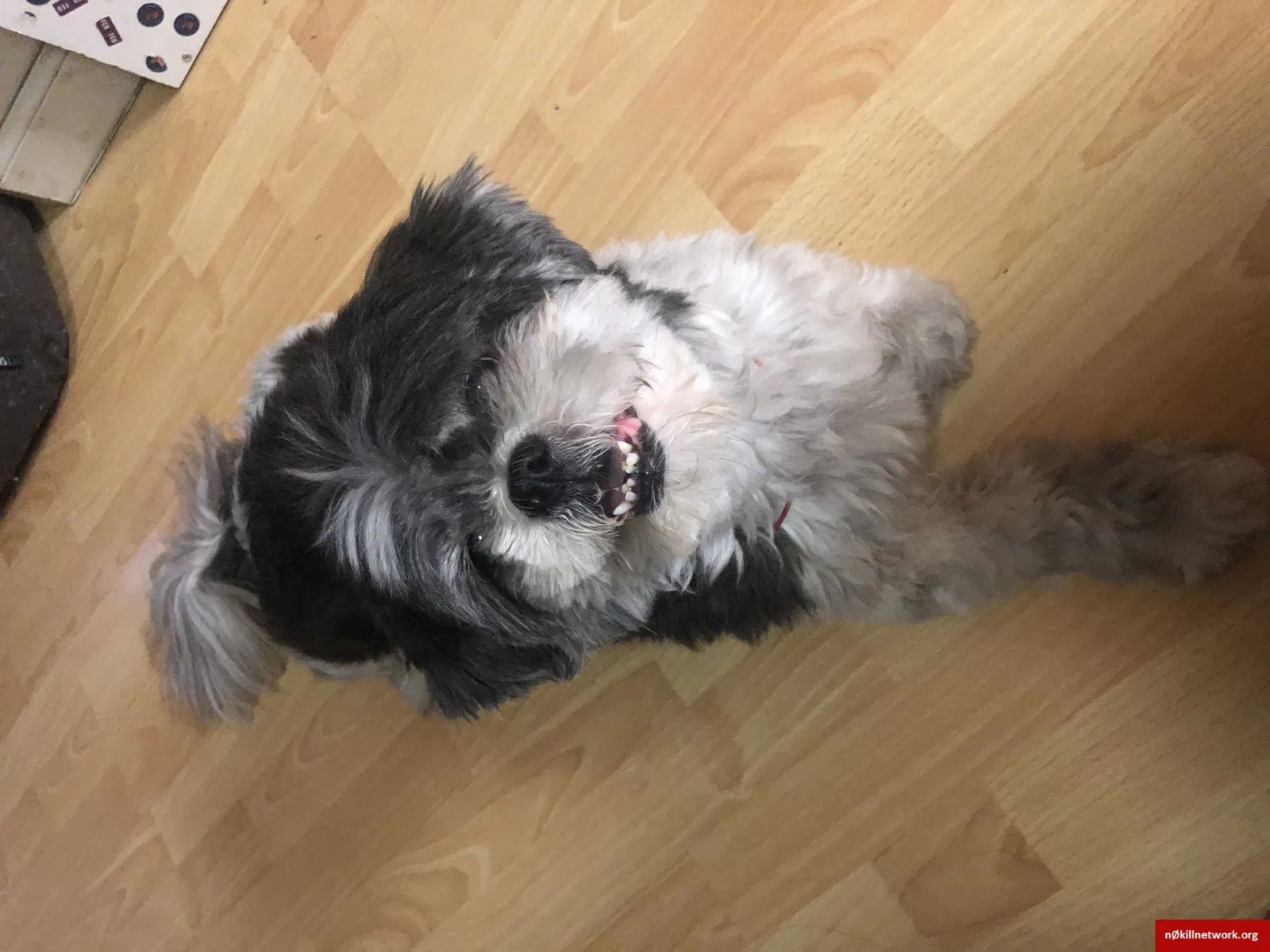 Lost dog in Brooks, CA, 95606