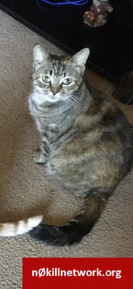 Lost cat in Bedford, OH, 44146