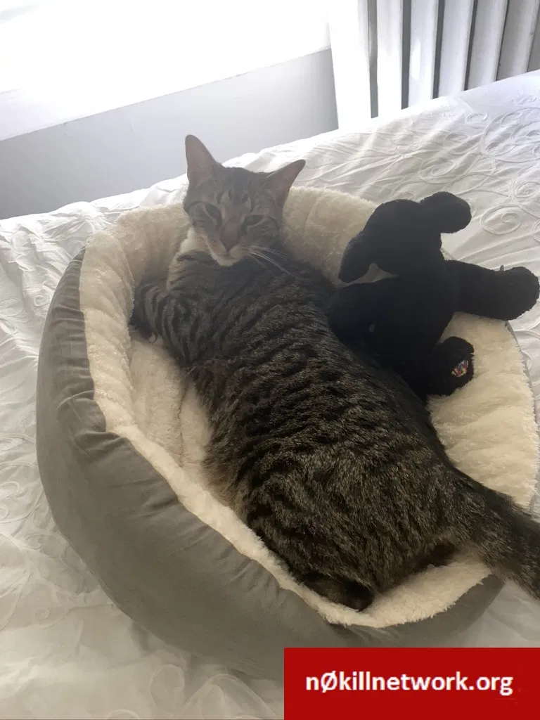 Lost cat in Albany, NY, 12208