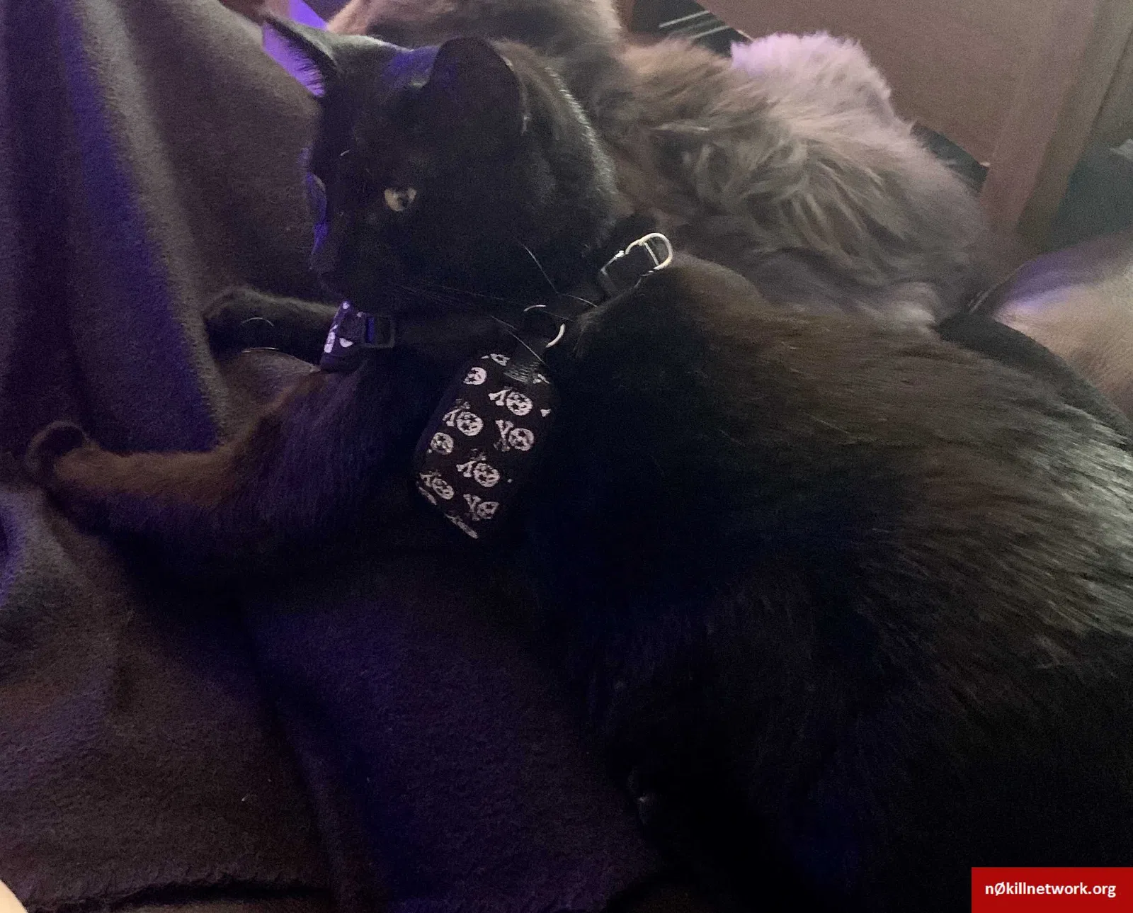 Lost cat in Charlotte, NC, 28215