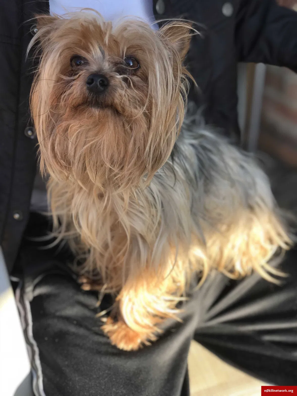 Lost dog in Chicago, IL, 60638