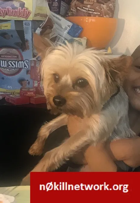Lost dog in Detroit, MI, 48228