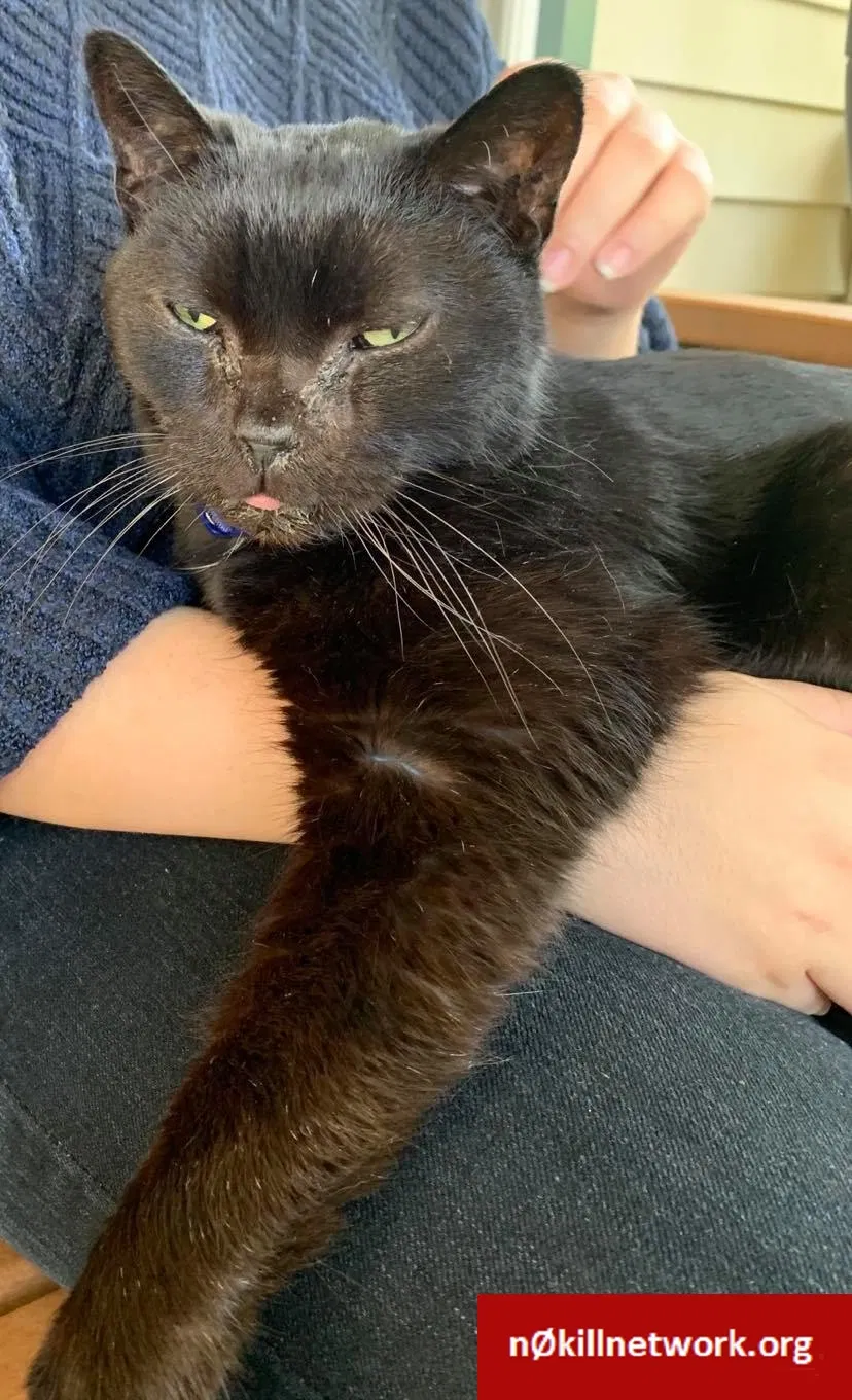 Lost cat in Royal Oak, MI, 48073