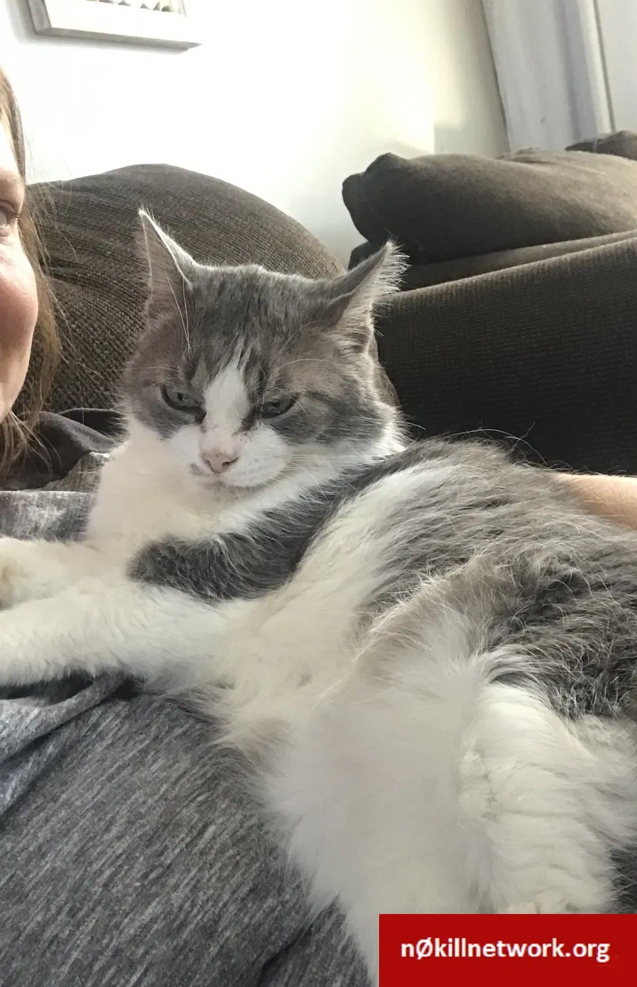 Lost cat in Strongsville, OH, 44149